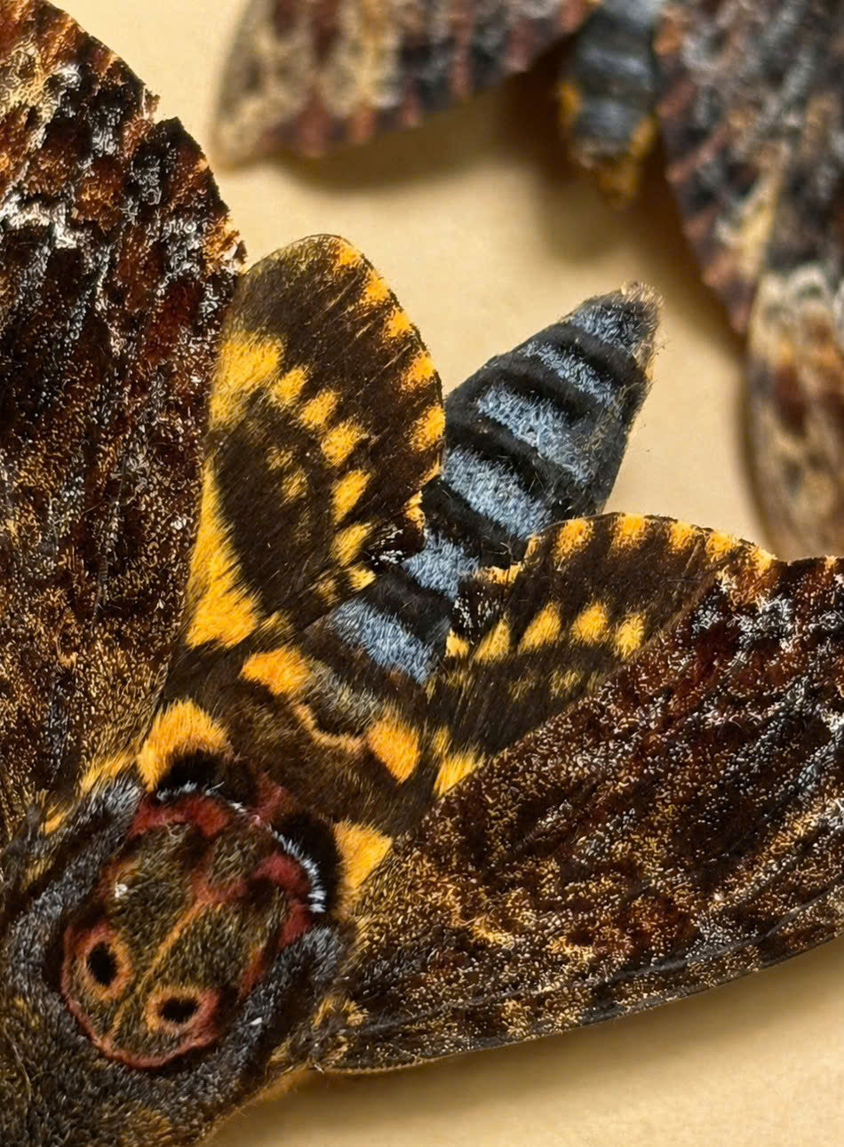 8pcs Male Acherontia lachesis  Closed-Wing Skull Moth Specimens | Real Death Head Moth Collection | Gothic Entomology Display