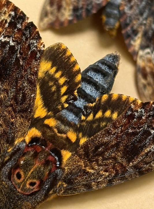 8pcs Male Acherontia lachesis  Closed-Wing Skull Moth Specimens | Real Death Head Moth Collection | Gothic Entomology Display