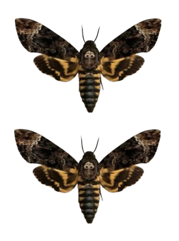 2 Female Death's-head Hawk-moth Real Skull Acherontia Death Head Moth Silence Lambs Butterfly Taxiderm