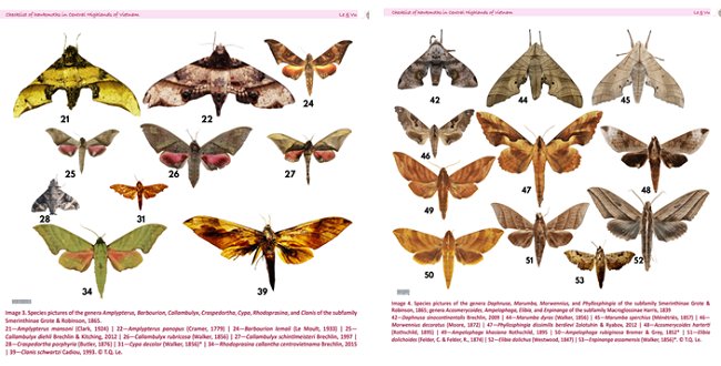 Vietnam Sphingidae Hawk Moth Combo (5 pcs) | Real Dried Moth Specimens | Entomology, Taxidermy, Framing