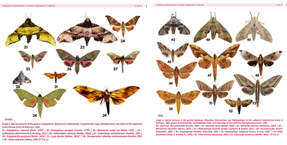 Vietnam Sphingidae Hawk Moth Combo (5 pcs) | Real Dried Moth Specimens | Entomology, Taxidermy, Framing