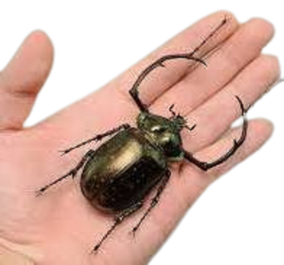 Cheirotonus battareli*(In US) 1 pairs Cheirotonus battareli real long armed beetle