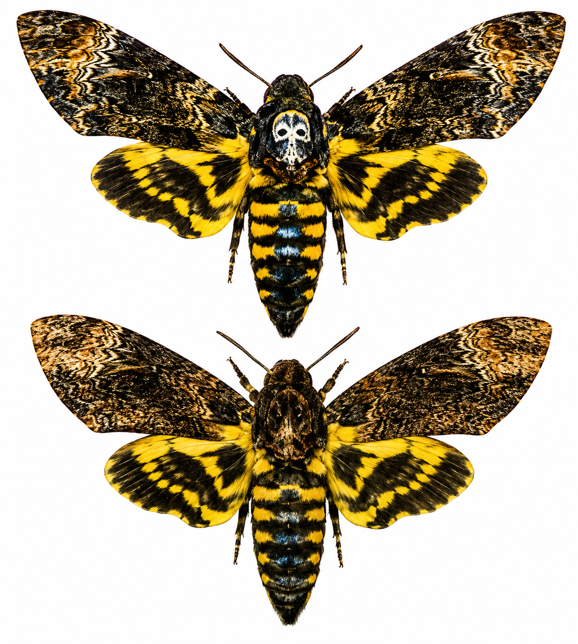 1 pair(male+female) Death's-head Hawk-moth,  Real Skull Acherontia Death Head Moth Silence Lambs