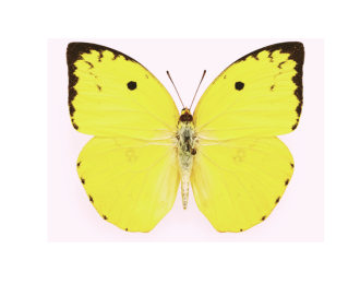 4 Catopsilia pomona – Lemon Emigrant Butterfly Specimen | Real Spread Butterfly | A1 Quality Display Insect