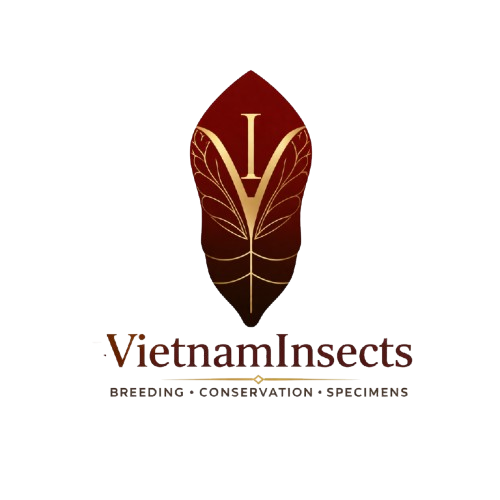 VietNam Insects