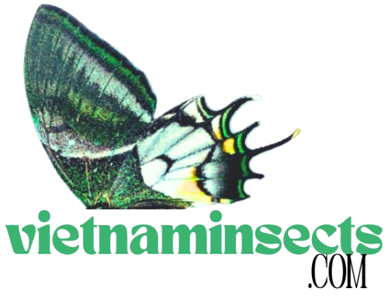 VietNam Insects
