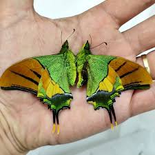 Teinopalpus imperialis – Rare Jewel Butterfly Specimen | Emerald Green Swallowtail Display | A1/A- Quality