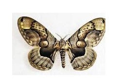 Brahmaea hearseyi Real Brahmin Moth Specimen Wings close | Giant Owl Pattern Moth | Exotic Entomology Display | A1 Quality