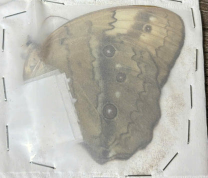 Combo 5 Stichophthalma Butterfly A1/A2 – Tropical Forest King Butterfly – Real Butterfly Specimen (A1 Quality)