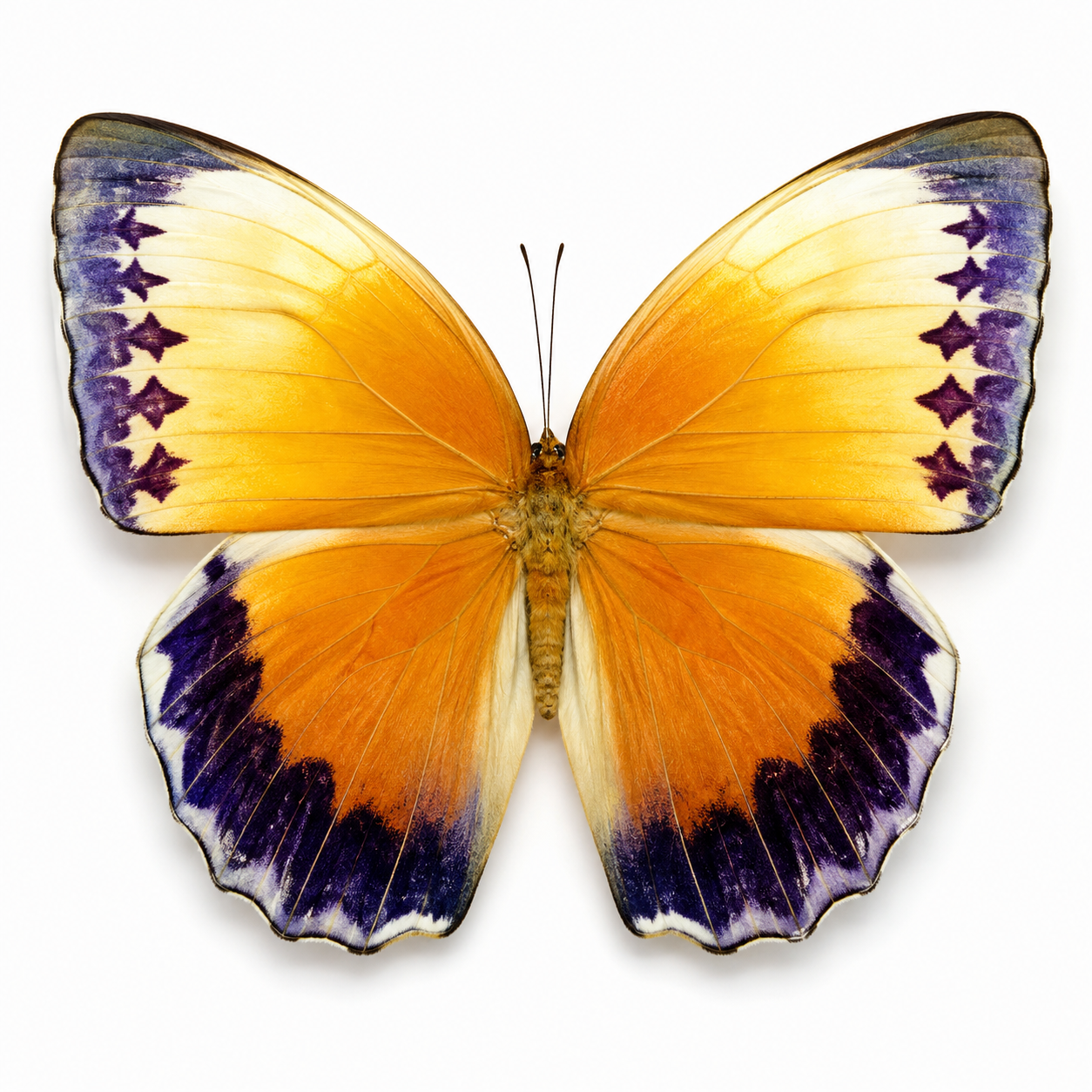 Combo 5 Stichophthalma Butterfly A1/A2 – Tropical Forest King Butterfly – Real Butterfly Specimen (A1 Quality)