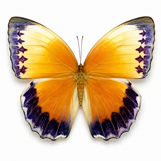 Combo 5 Stichophthalma Butterfly A1/A2 – Tropical Forest King Butterfly – Real Butterfly Specimen (A1 Quality)