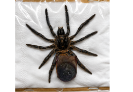 Cyclocosmia ricketti Trapdoor Spider Specimen | Real Flattened Spider | Unique Oddities, Entomology Display