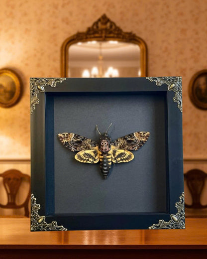 Real Acherontia Death Head Moth Frame, gift