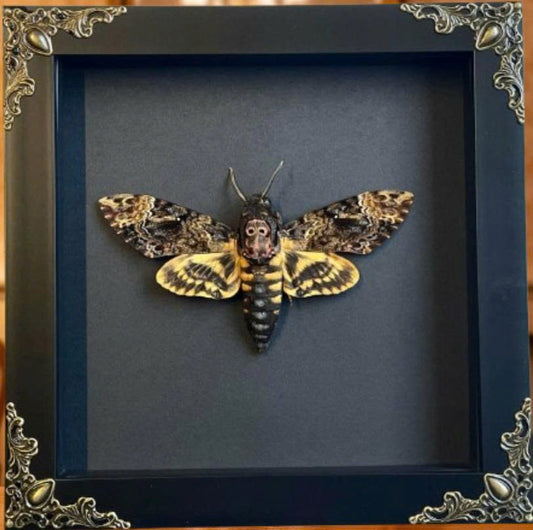 Real Acherontia Death Head Moth Frame, gift