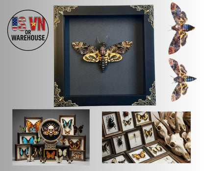 Real Acherontia Death Head Moth Frame, gift