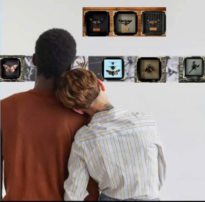 Framed Real Brahmaea hearseyi Moth – Giant Brahmin Moth Taxidermy Display-FRA16