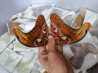 Attacus atlas – Giant Silk Moth Dry Specimen for Collecting or Framing