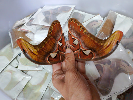 Attacus atlas – Giant Silk Moth Dry Specimen for Collecting or Framing